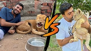 Liger VS Hunter 😗  sher mein dehat  inzi or ibrahim [upl. by Chandos520]