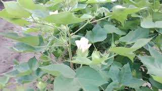 kapas ki kheti  farming farmer youtubeshorts [upl. by Ezeerb]