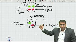 Epigenetics concept Genomic imprinting [upl. by Aicnelev187]