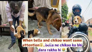 When Chikoo and Bella wants same attention 😲… and Bella to chikoo ko dara hi deti h dog beagle [upl. by Mafalda]