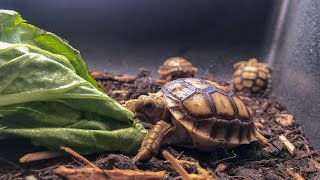 Sulcata Tortoise Care Guide [upl. by Wiener]