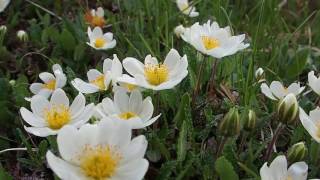 Dryas octopetala 1mp4 [upl. by Stimson]