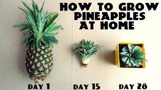 How to Grow Pineapples at Home Fast n Easy [upl. by Ellingston864]