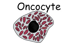 What are Oncocytes What is Oncocytic  Pathology mini tutorials [upl. by Dore225]