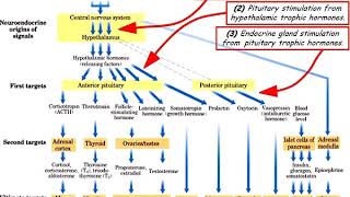 Lec4 Endocrinology [upl. by Emoreg998]