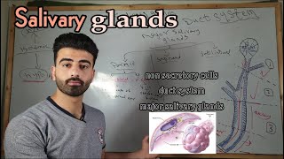 salivary glands 2  oral histology  عزت شومان [upl. by Marteena]