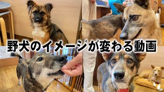 【野犬のイメージが変わる！】かわいすぎる元野犬ちゃんが続々登場！ [upl. by Llesig]