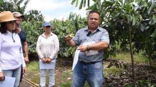 Polinización de la guanábana Soursop pollinate [upl. by Orlanta]