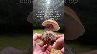 How to identify a Porcini mushroom porcinimushrooms fungi foraging mushroomhunting scotland [upl. by Grimona]