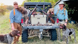 A Gang of Hunting Wirehaired Pointing Griffons at Little Q SO FUZZY I COULD DIE [upl. by Adnaerb]