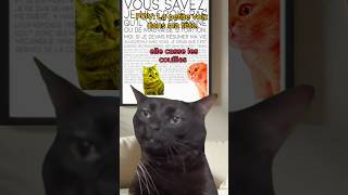 POV La petite voix dans ma tête chatdrole catmemes humour drole pov couple [upl. by Ilac718]