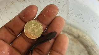 En un peso un pez betta con 400 peces pequeños [upl. by French768]