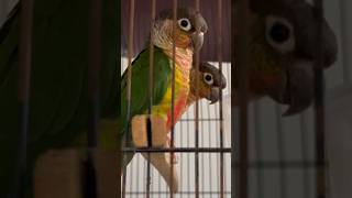 Yellow sided conure are curious about camera 📸 birds parrot macaw lorikeet greenwingmacaw [upl. by Ellennahc]