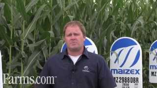 Farmscom Corn Report Late Season Corn Disease Scouting Tips [upl. by Eshman]