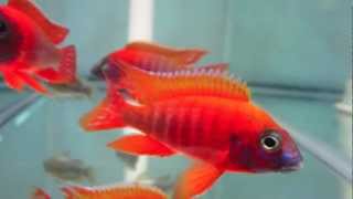 Aulonocara Rubescens Ruby Red Peacock Cichlid [upl. by Lesli]