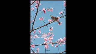 Spring diary aestheticyoutubeshorts shorts ytshorts trending prettycolorfulbeautifulnature [upl. by Lavery771]