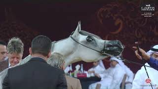 N 151 DEEMA ABHER Al Shaqab International Arabian Horse Show 2024 Fillies 3 Years Old Class 5 [upl. by Asseralc440]