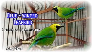 Blue  winged Leafbird [upl. by Adihaj]