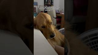 Puxei a mamain 😂 goldenretriever cachorro videosengracados humor piada [upl. by Lan]