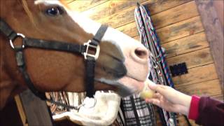 Horse eating apple sauce So cute and funny [upl. by Jolda]