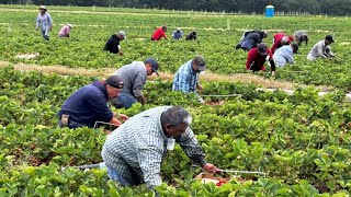 Why The Unemployed Refuse Work Picking Crops  Even If The Pay Is High  Mass Deportation [upl. by Yrrem]