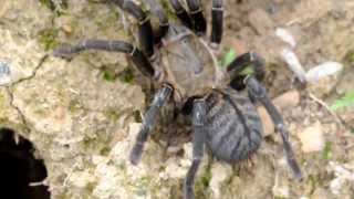 Haplopelma longipes from Laos in natural Habitat  Laos [upl. by Lynnea270]