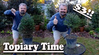 How to Make a Topiary  Lowes Clearance Plant [upl. by Anida753]