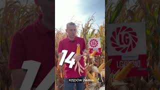 🌽 Wybierz kukurydzę LG 31240 o wysokim potencjale plonowania na swoje siewy kukurydza lgseeds [upl. by Ateekan]