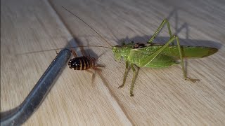 Kobylka zelená žere švába přímo z ruky  Tettigonia viridissima the great green bushcricket  feed [upl. by Ydnak]