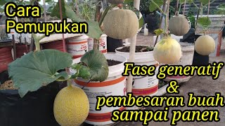 Cara menanam melon di polybagember bekaspemupukan generatifpembesaran buah [upl. by Richia206]