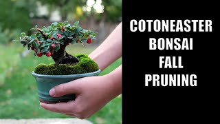 Pruning my Mame Cotoneaster Bonsai [upl. by Zantos]