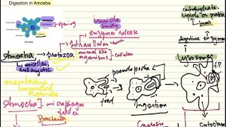 Digestion in Amoeba by Holozoic Nutrition Steps Biology Grade 11 [upl. by Tesler]