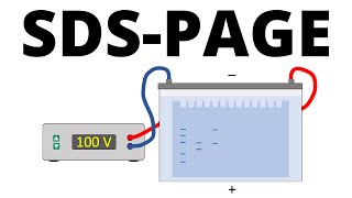 SDSPAGE explained  Protein Separation Technique [upl. by Petua241]