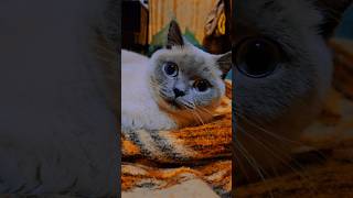 The candy girl British shorthair colorpoint [upl. by Lustick]