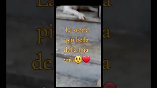 Storie di fedeltà❤️Cani che lasciano il segno🙏 [upl. by Atined79]