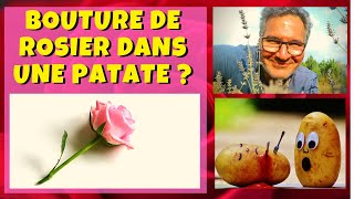 Peuton faire une bouture de rosier dans une patate [upl. by Nuli]