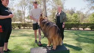 Partners and Pets NexGard SPECTRA®s Partnership with Guide Dogs AD [upl. by Ross]