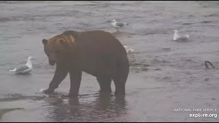 Katmai Brooks Falls Bear 469 one of the oldest bears at the falls 0902 2024 [upl. by Igenia]