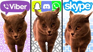 Alugalug Cat but Social Media Ringtones [upl. by Spiegelman641]