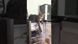 Funny Cat Moments🤣😍 cat funnycats pets funnypets shorts viralshorts [upl. by Elleb417]