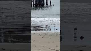 San Simeon Beach Hearst castle Enjoying the beach [upl. by Reivax]