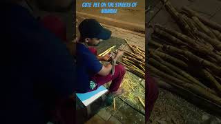 SQUIRREL ON THE STREET squirrel mumbai sugarcane ram viralvideo trending peace love nature [upl. by Victorie]