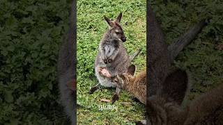 Mother Wallaby protects Baby shorts wallaby joey [upl. by Namlak]