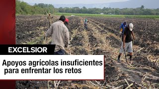 Los retos del sector agrícola superan los insuficientes apoyos ofrecidos [upl. by Frager]