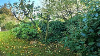 Neglected For YearsRenovated in Seconds  Overgrown Garden Transformation [upl. by Otti]