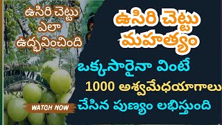 ఉసిరి చెట్టు ఎలా ఉద్భవించింది devotional amla viralvideo youtubevideo karthikamasam [upl. by Acceber818]