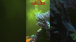 Reef energy ab plus dozing redsea coralreeftank reeftank saltwateraquarium viralvideo [upl. by Towbin]