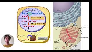 MCAT Question of the Day DNA Repair [upl. by Edin595]