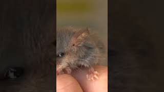 Mountain Pygmypossum Burramys parvus [upl. by Nickola759]