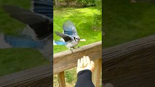 Little Feijee Taking Treat handfeedingbirds bluejay feedingbird backyardanimals birdinglife [upl. by Ellemrac]